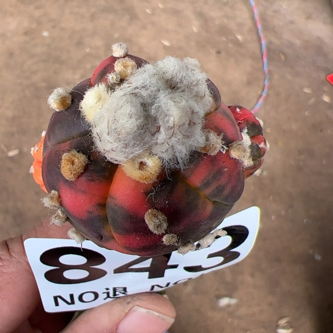 愛*兜锦仙人球843