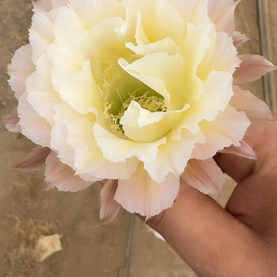 卷可可侧芽4公分彩草