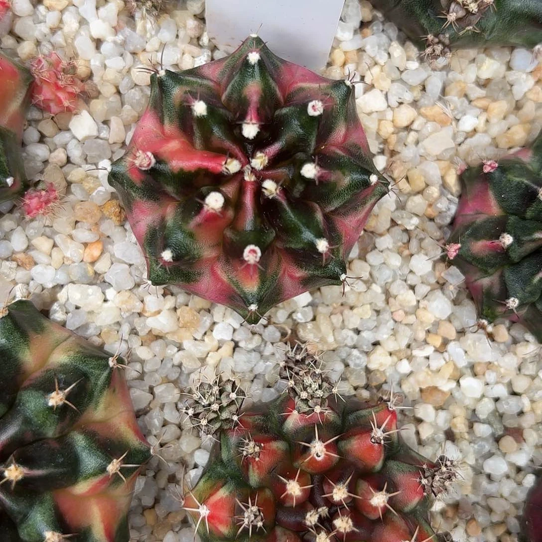 287-0624泰国发货多肉