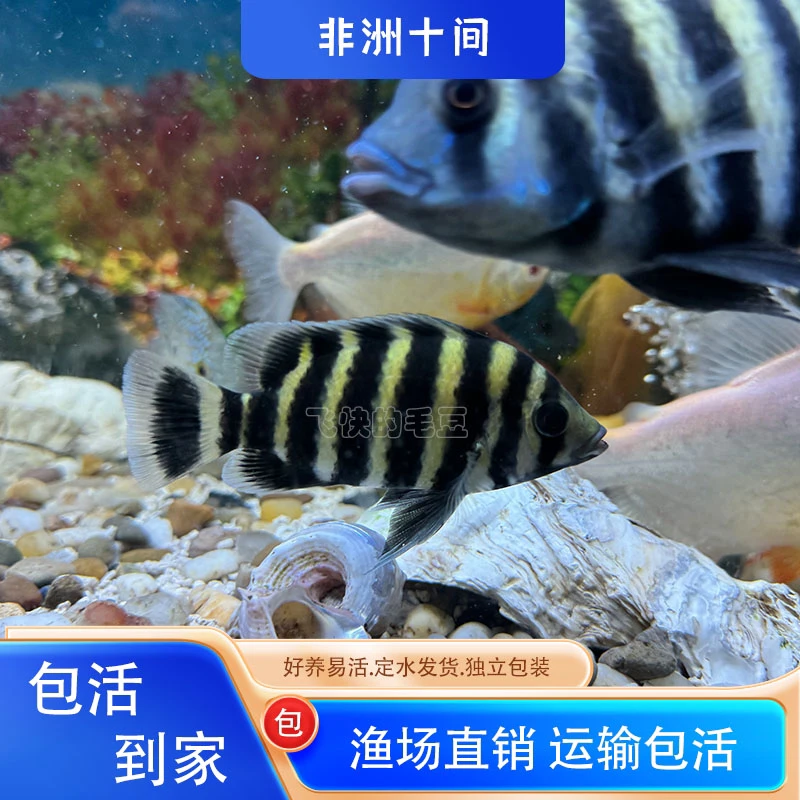 十间鱼热带观赏鱼活体鱼苗大型淡水鱼包邮