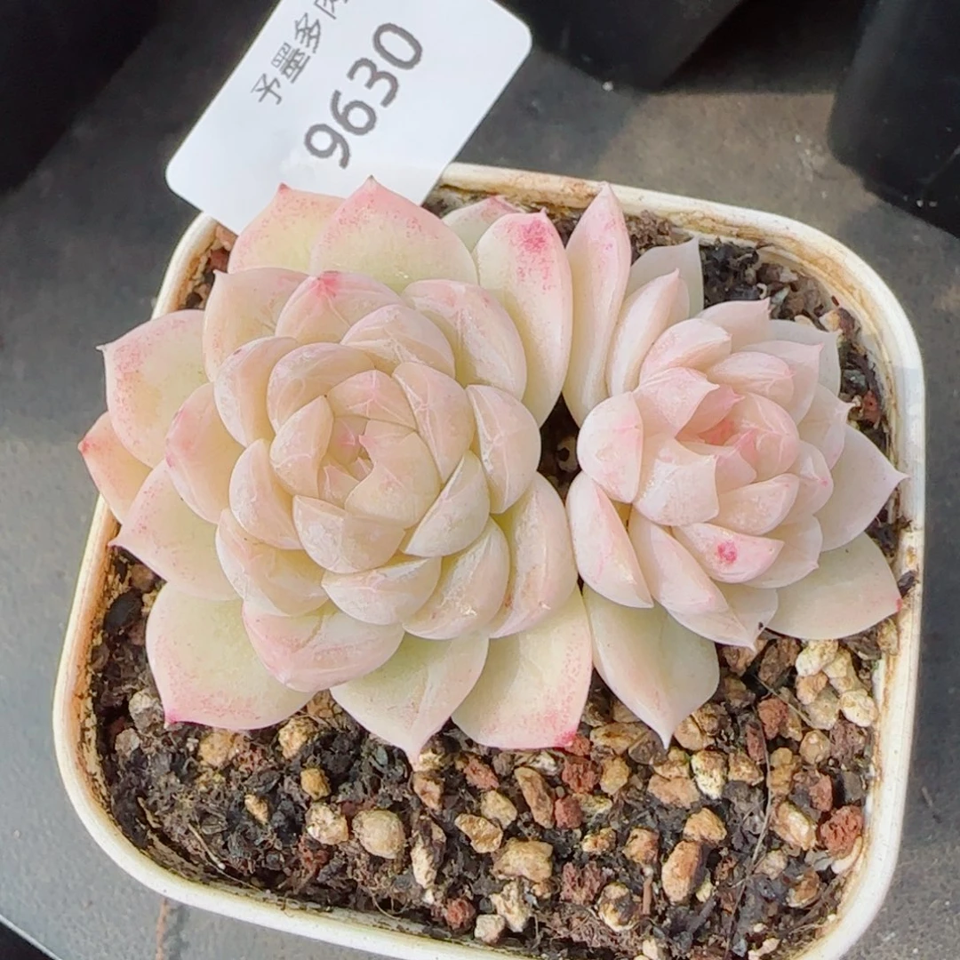 孤月珍妮，9630多肉植物
