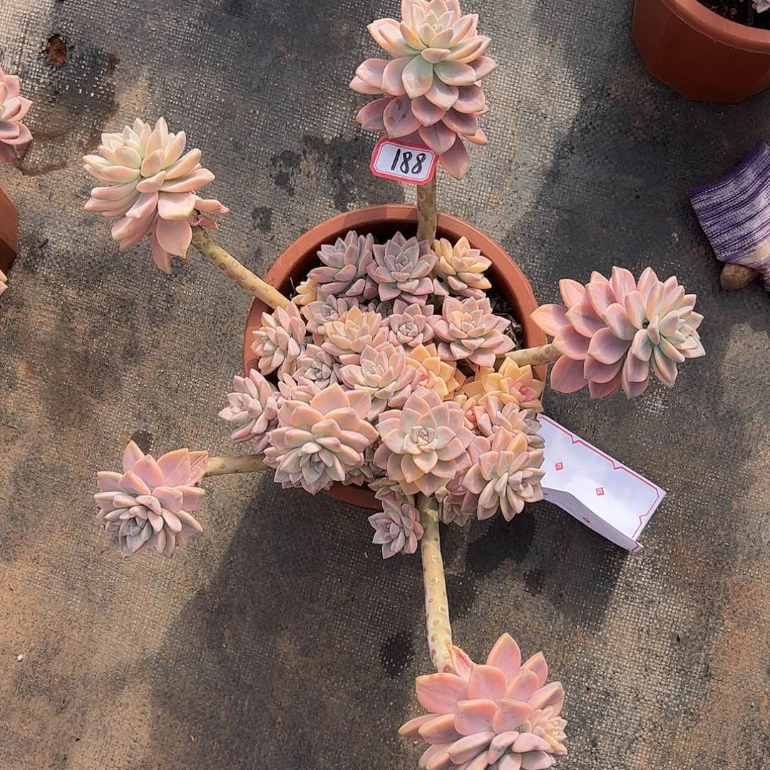 188号淡雪锦一物一拍