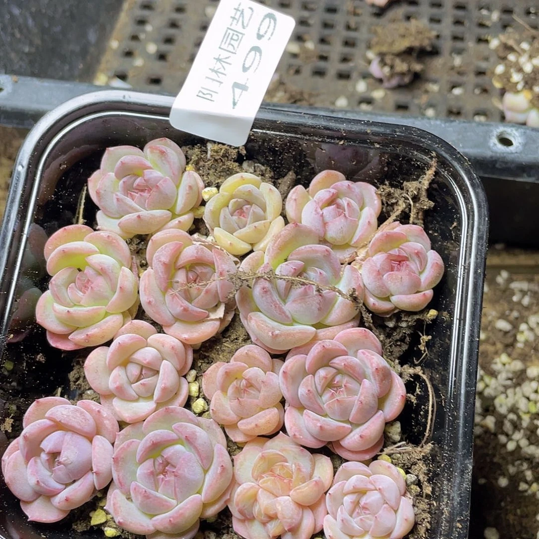 多肉植物多肉植物499