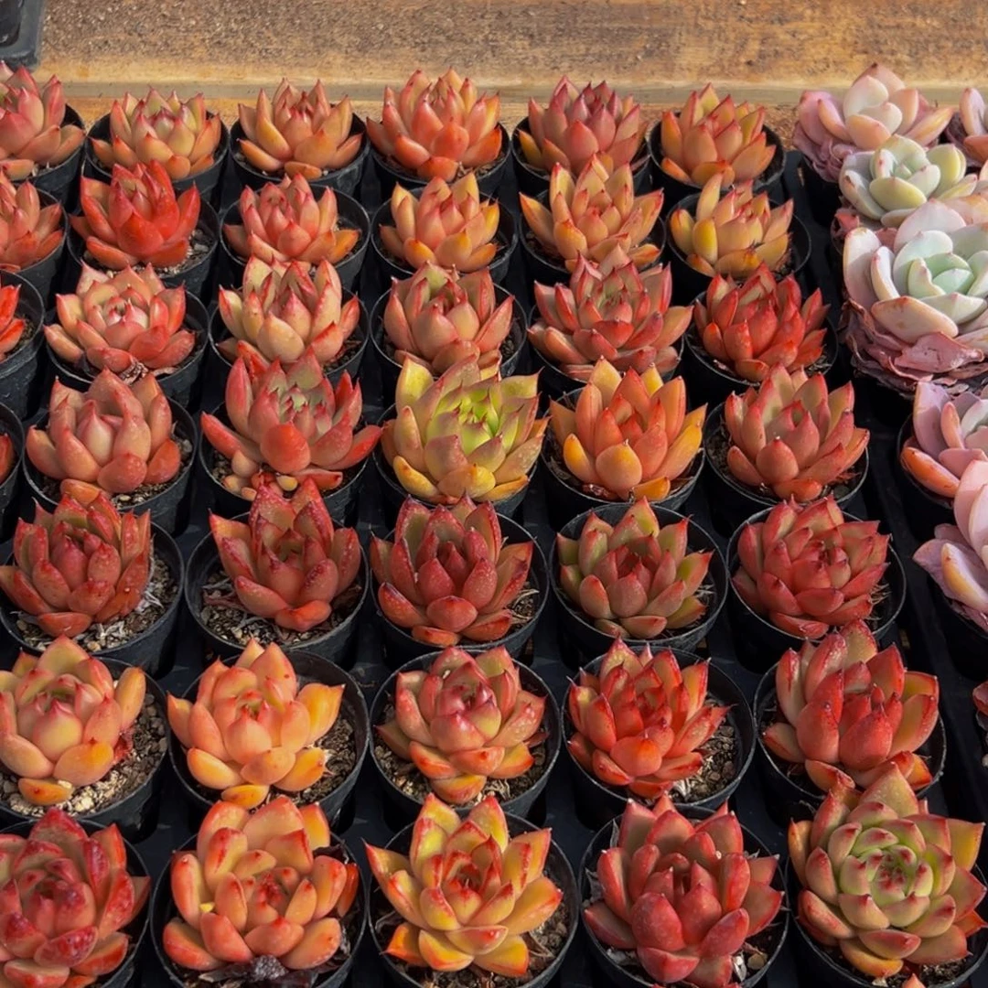 飘***379多肉葡萄领导人物库资料