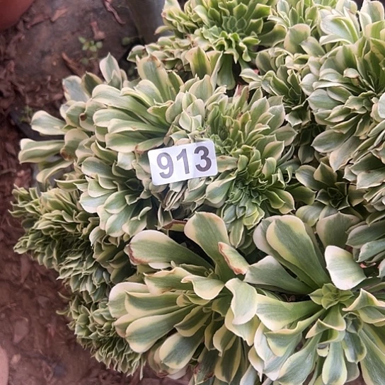 用***8多肉植物一个绿豆沙913