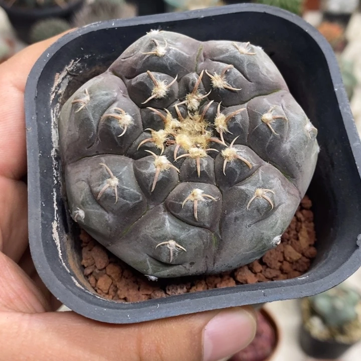 实生铅皮特价包邮