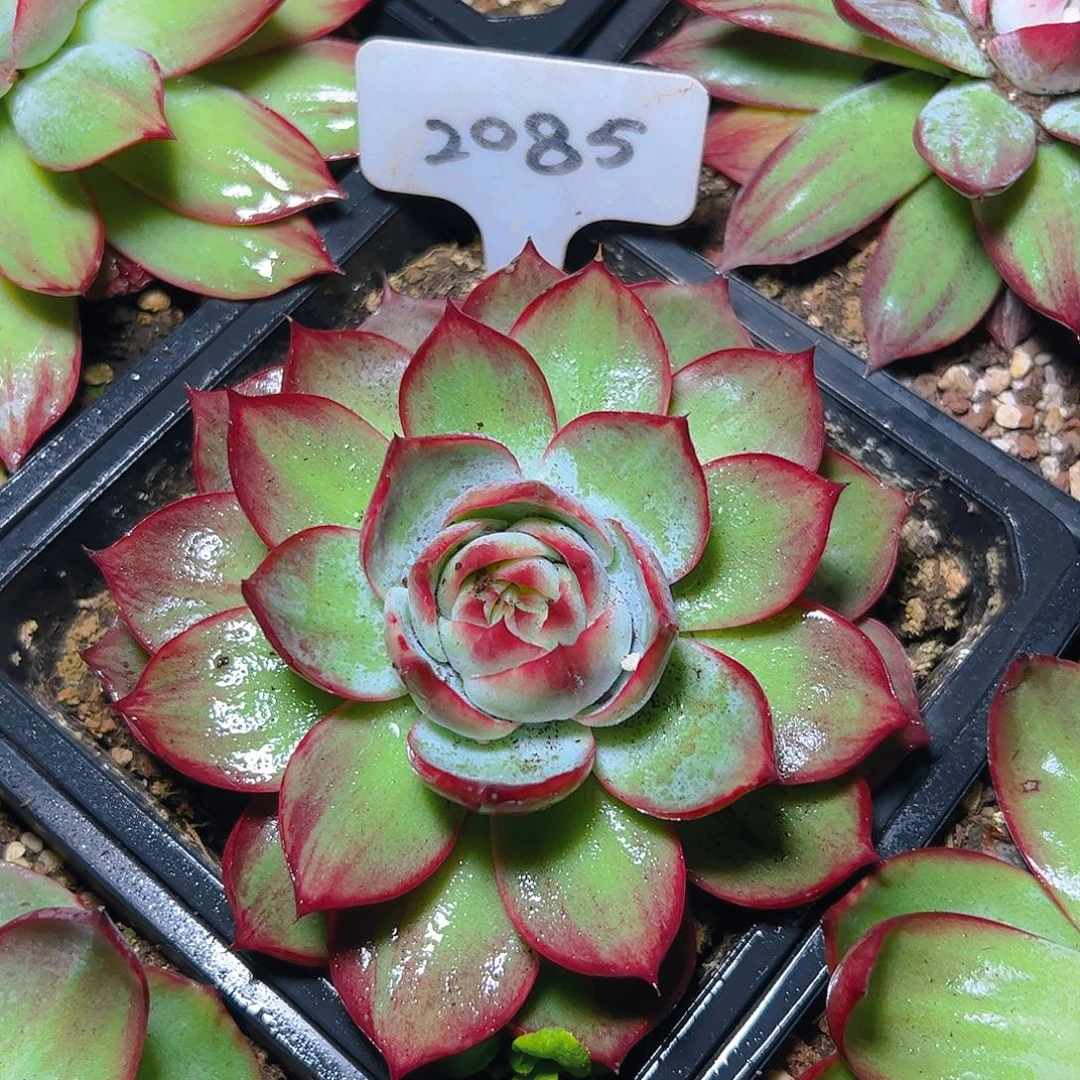 惊鸿仙子一物一拍2085号