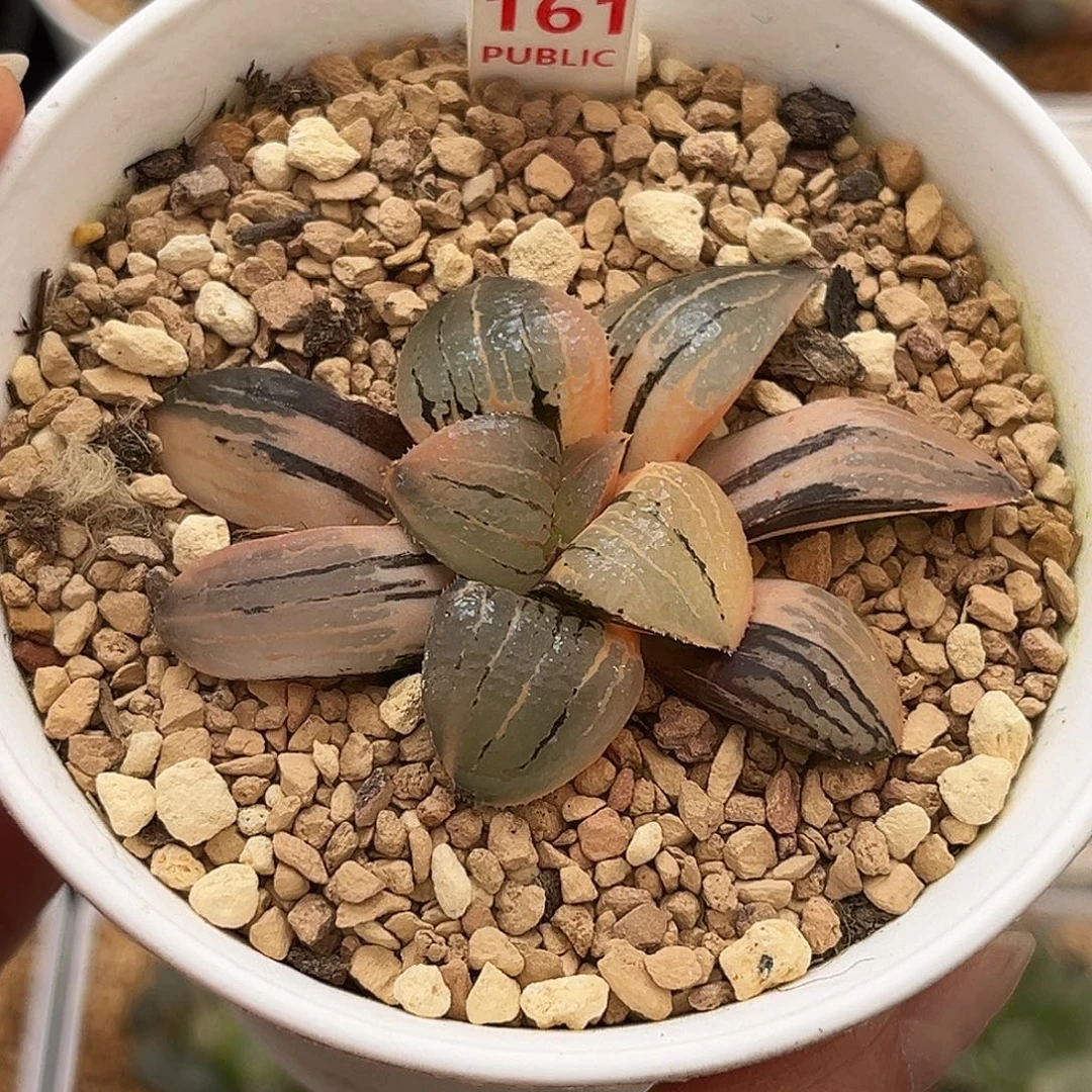 161亲之姬寿锦福利