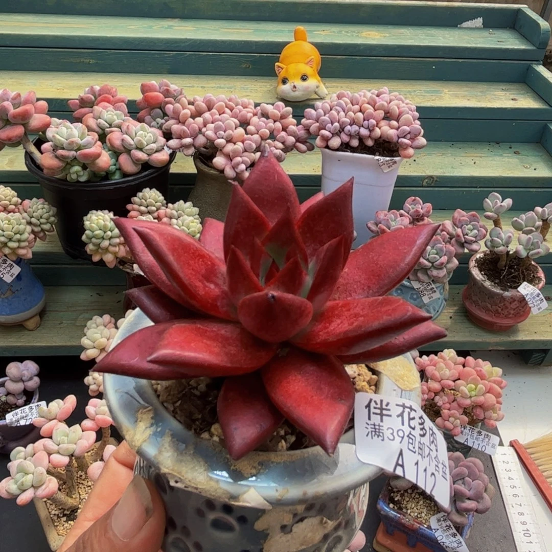 112红乌木8cm多肉