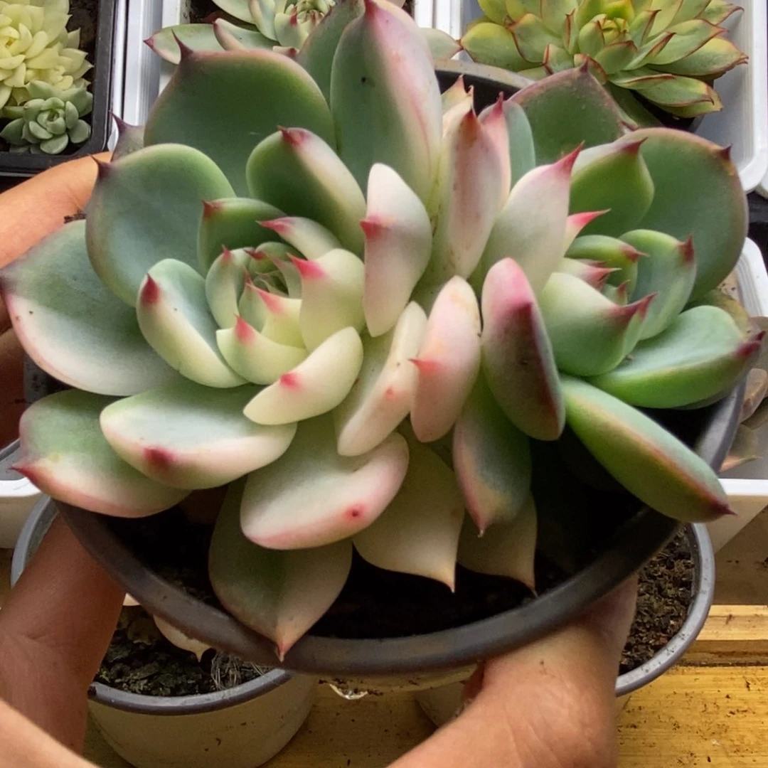 749锦锦锦锦锦锦锦锦