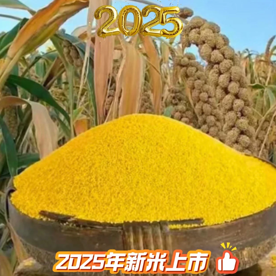 【孙希尧专属】2025年新小米 朝阳鑫碌源本地优质小米 1袋5斤