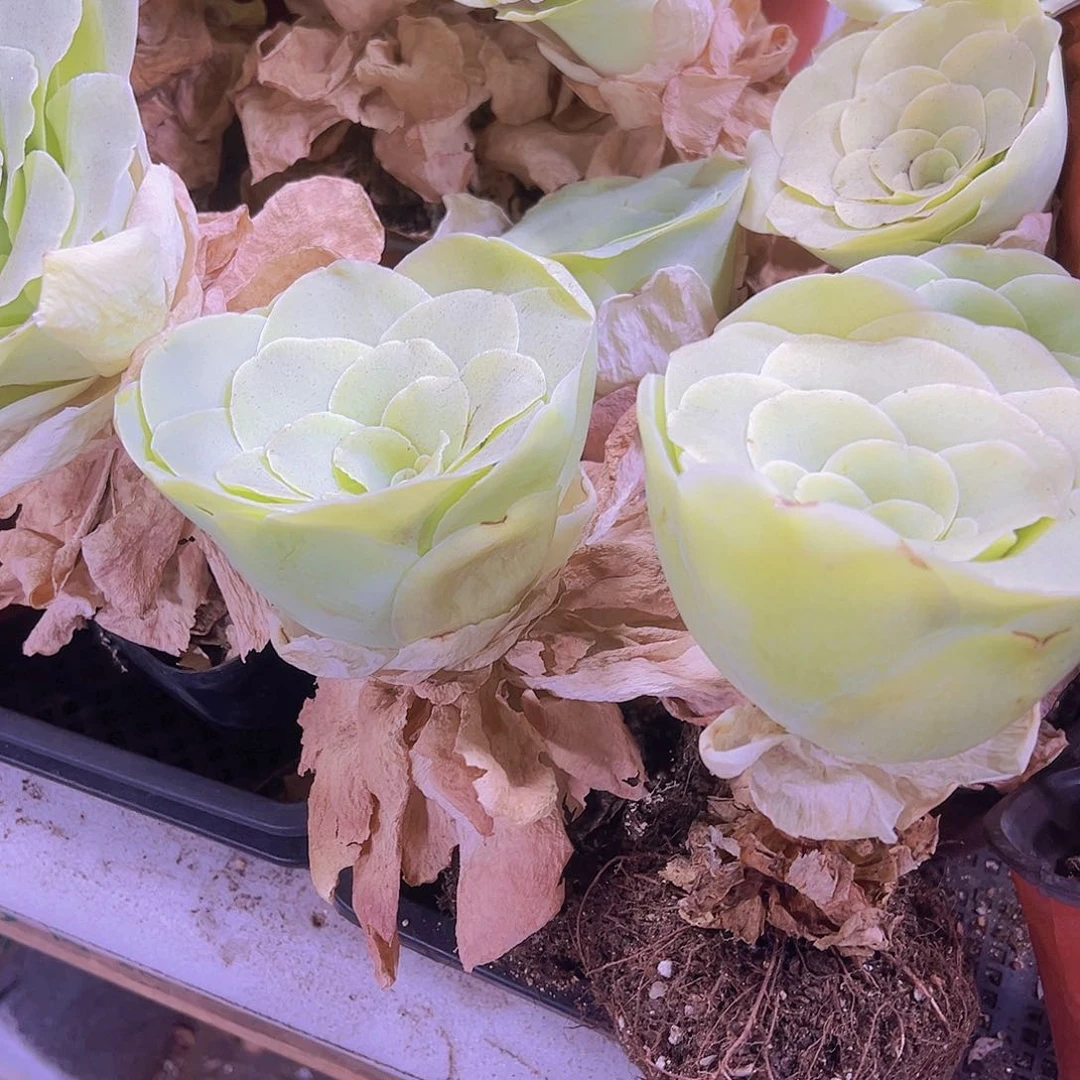 913大白玉母本杯一个