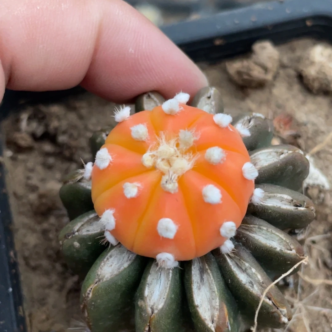 全部花朵高绒琉璃兜锦922