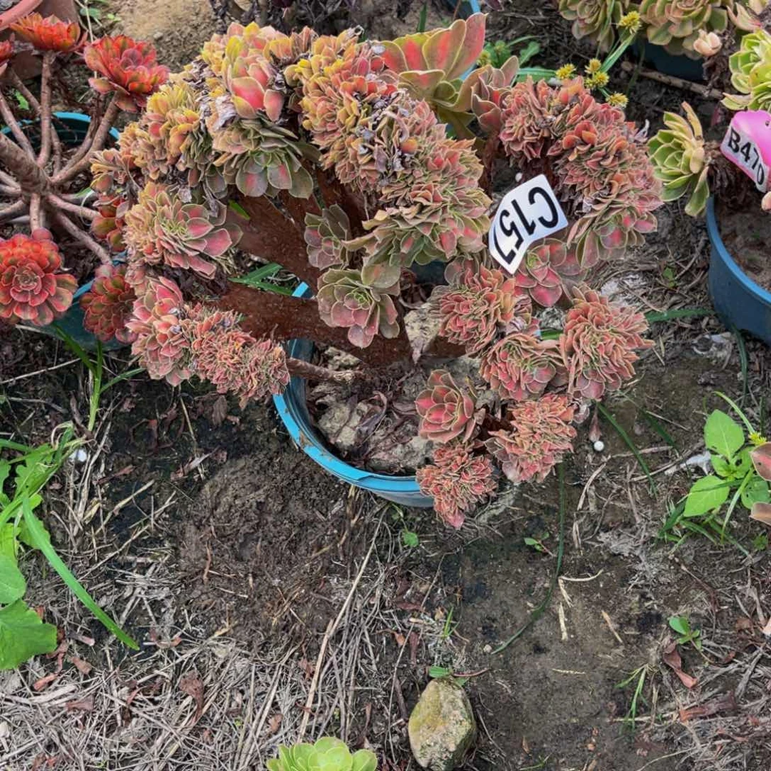女巫宽中班13—-16包邮