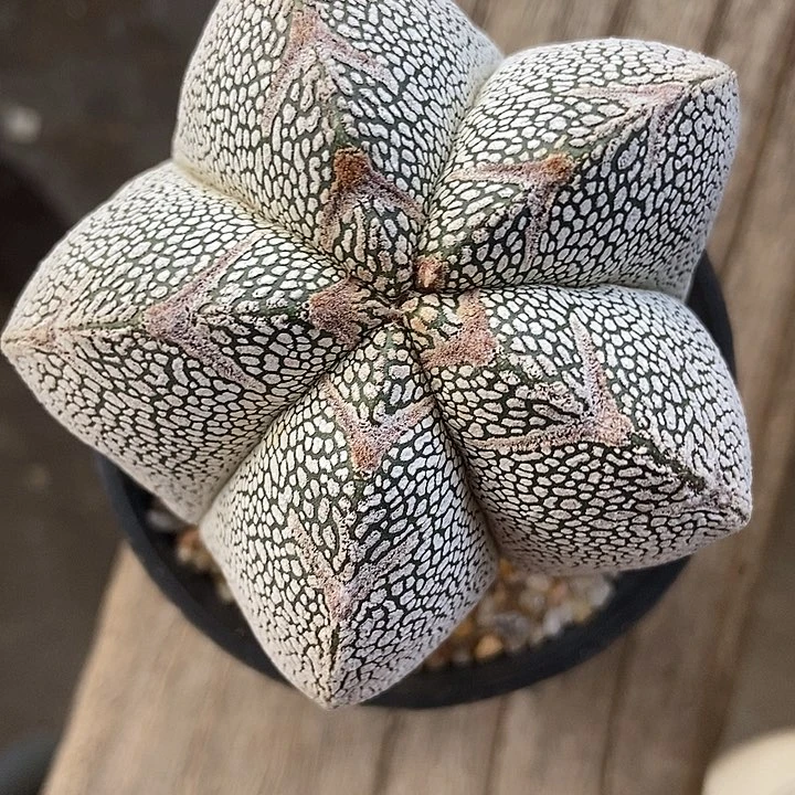 听**雨实生根恩种鸾凤玉仙人球一物一拍