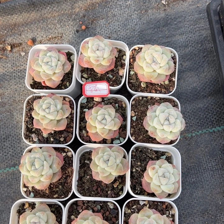 雪莉一物一拍专拍的