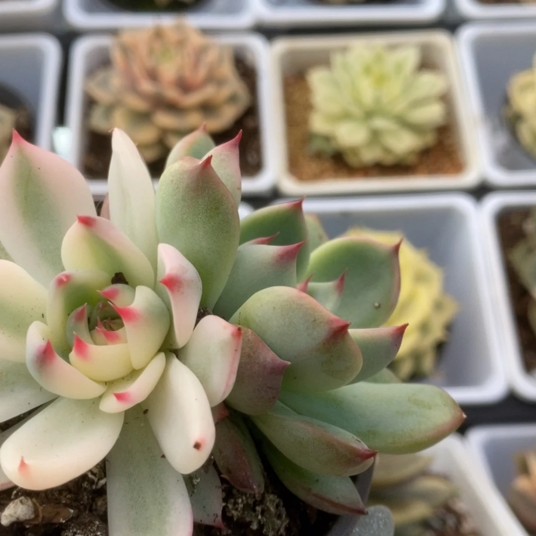 389锦锦锦锦锦锦锦锦