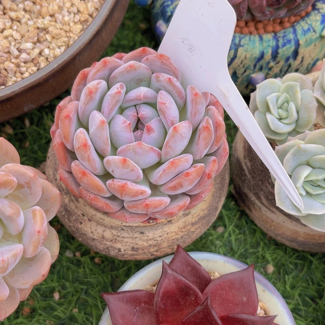 方***妮我的小可爱们都好可爱