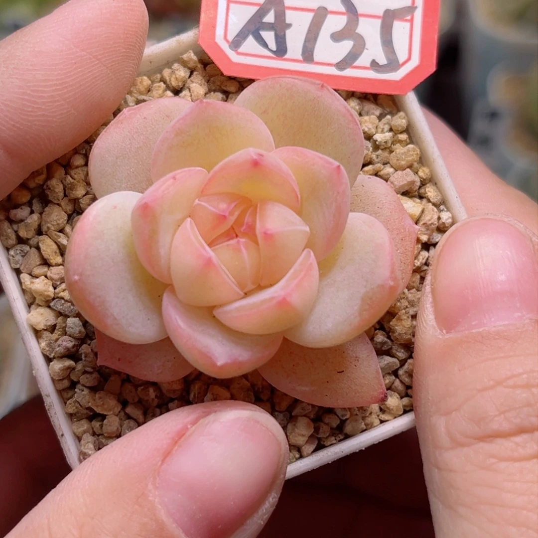 A135 一物一拍 透系列珍妮