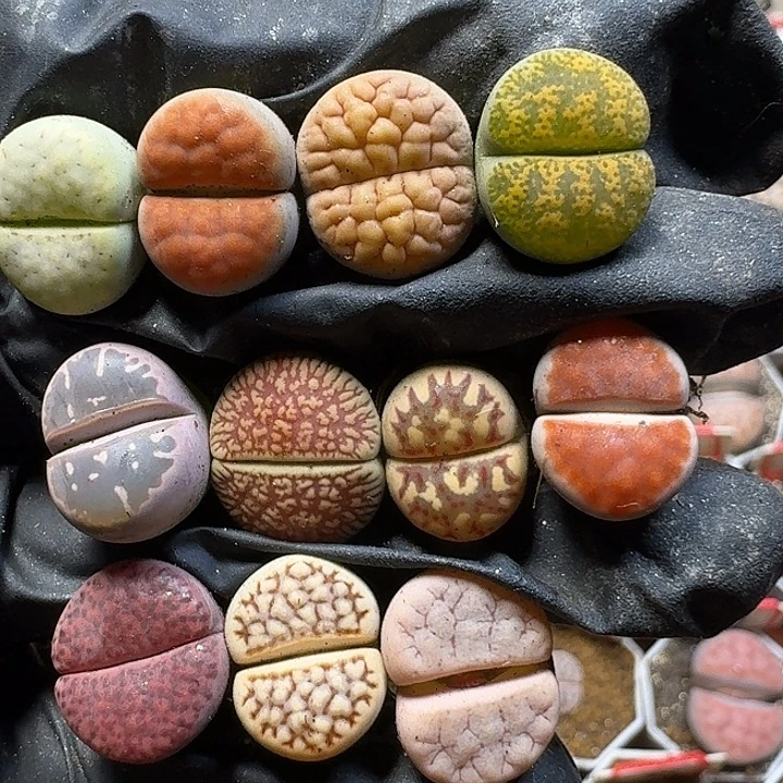 生石花111111。  167