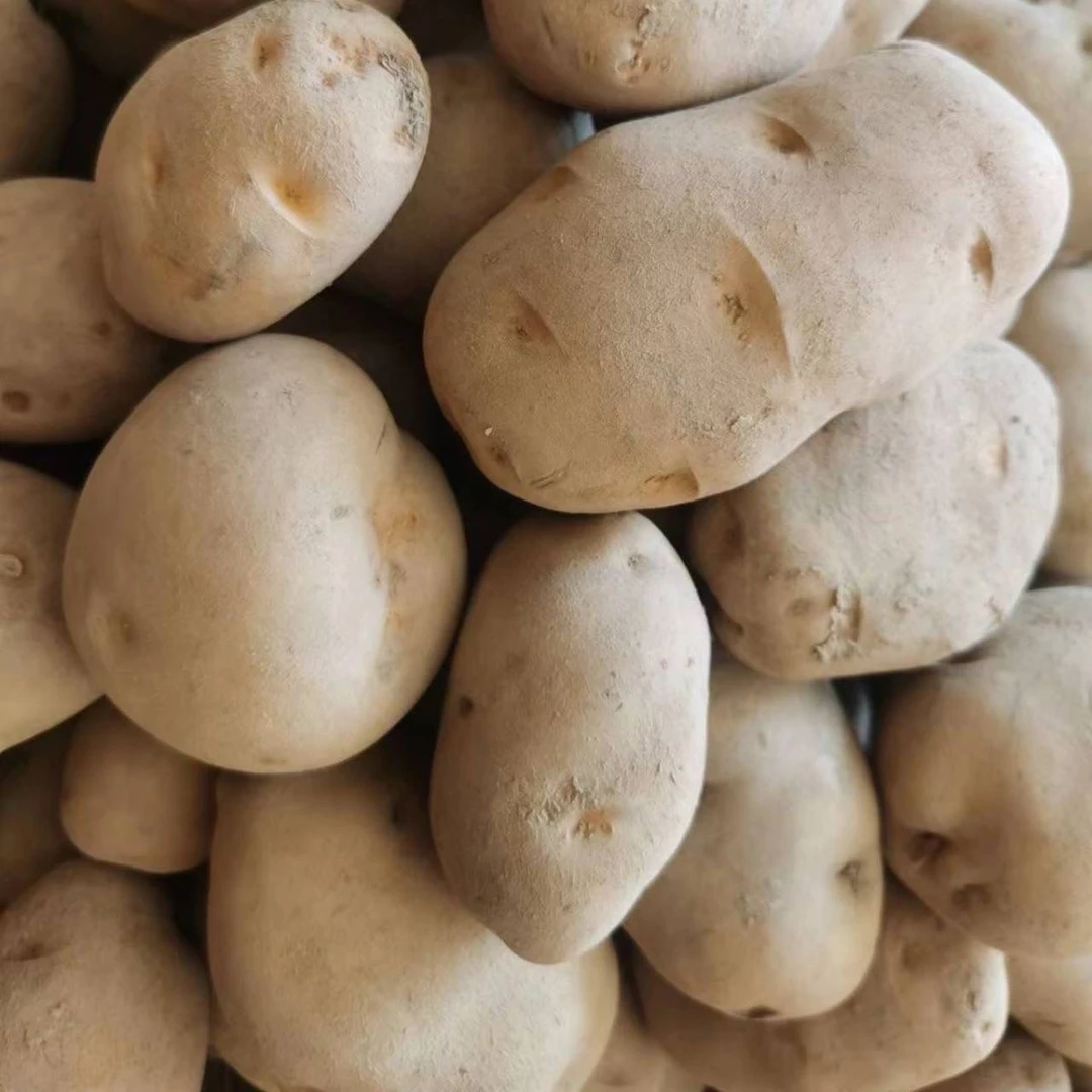 贵州土豆黄心土豆新鲜现挖马铃薯新土豆新鲜蔬菜洋芋粉糯散装批发