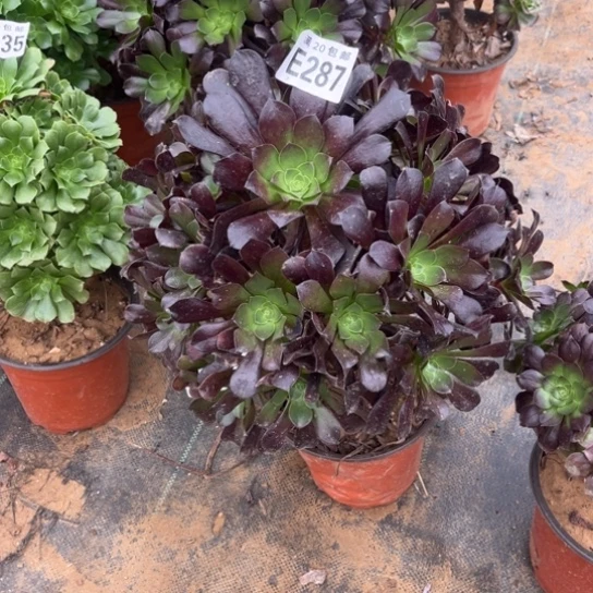 287欧紫法师不包断枝