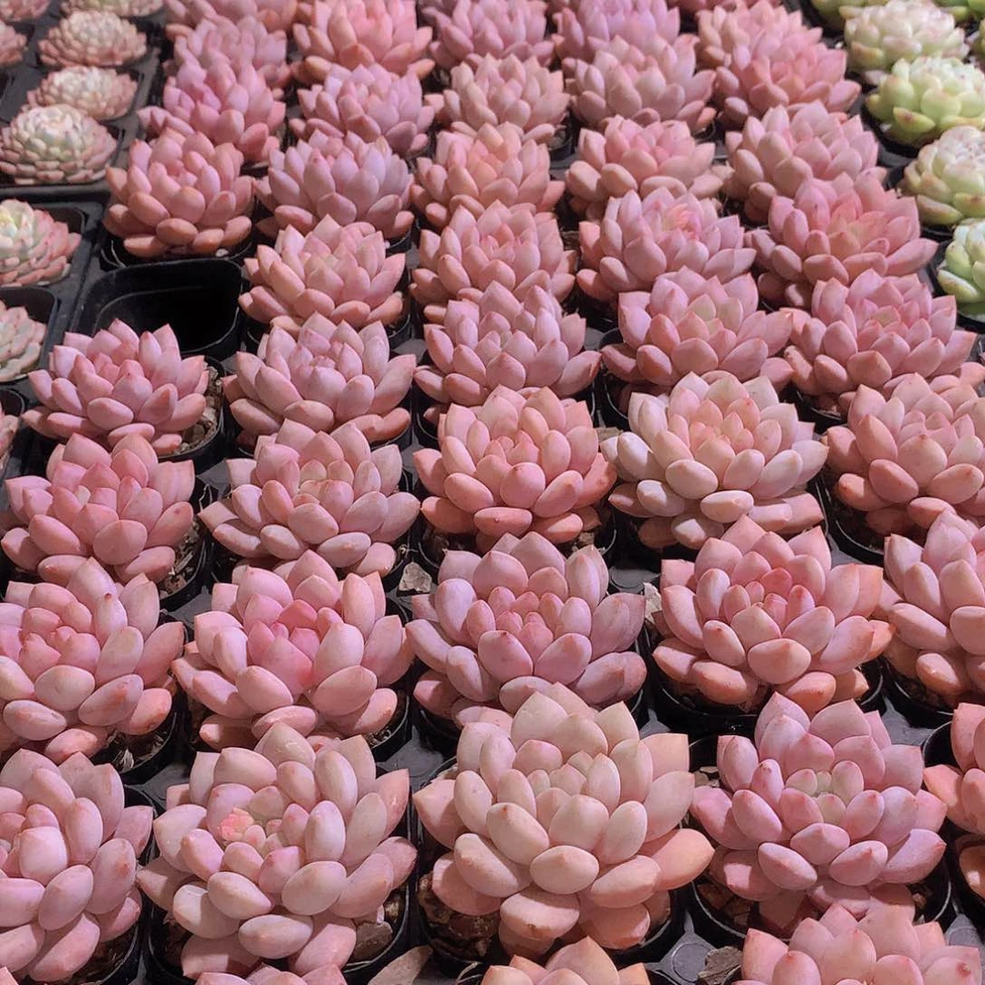 半夏24567899900000