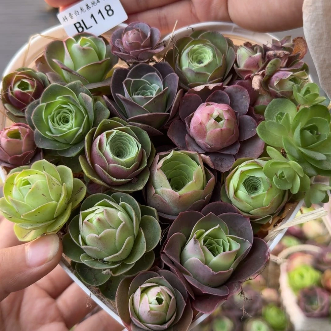 BL118 一见倾心花篮