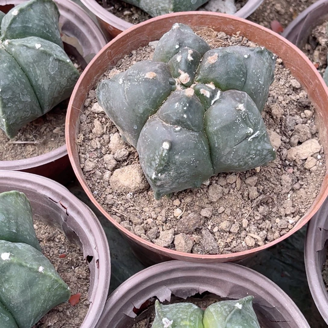 兜***5鸾凤玉 龟甲带盆土发货