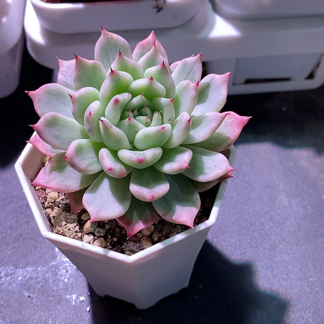 妲己锦多肉多肉植物