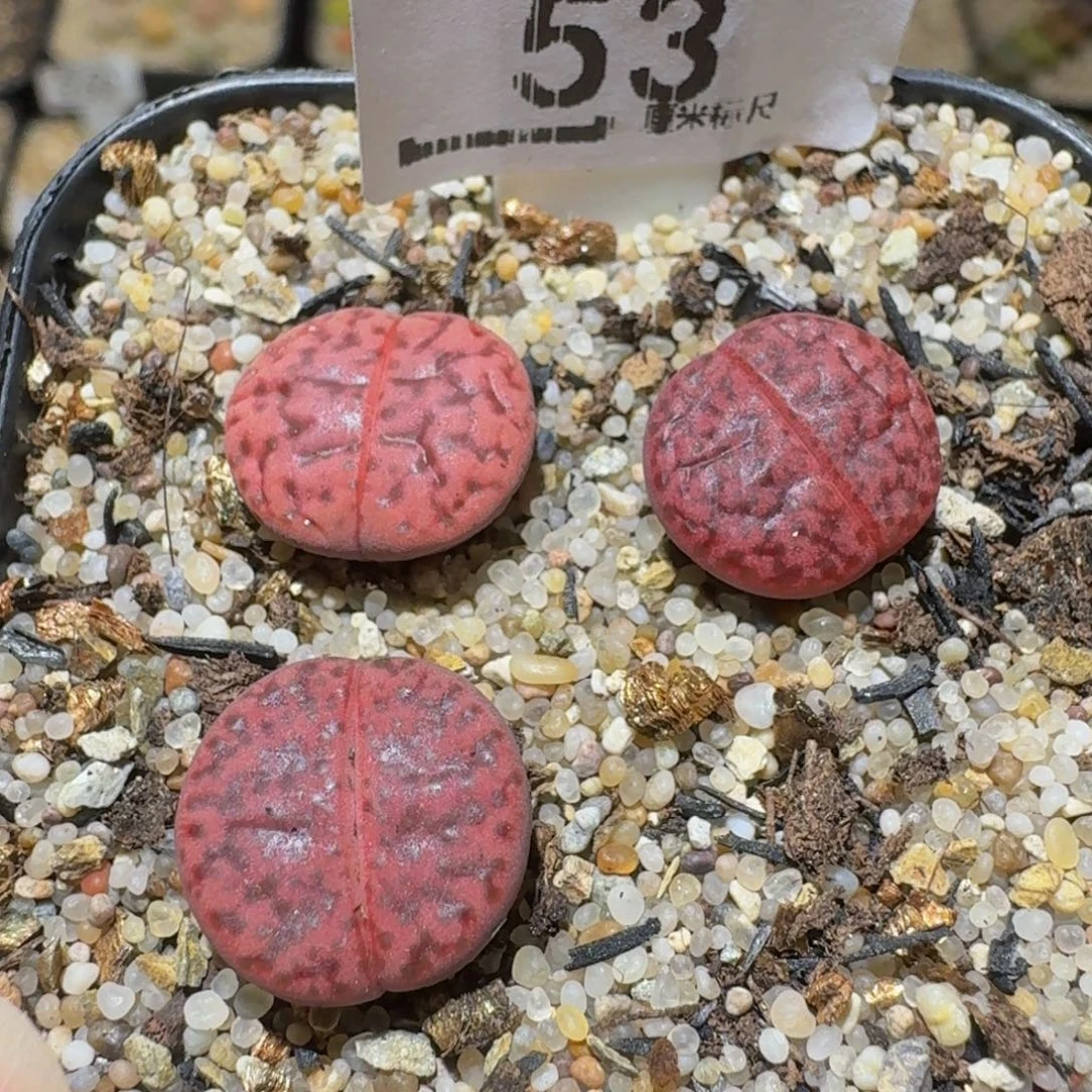 Ssss精品生石花53
