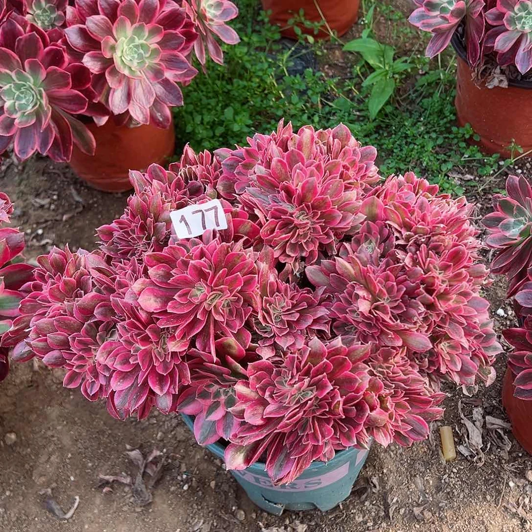 紫砂茶宠粉女巫缀化老桩177