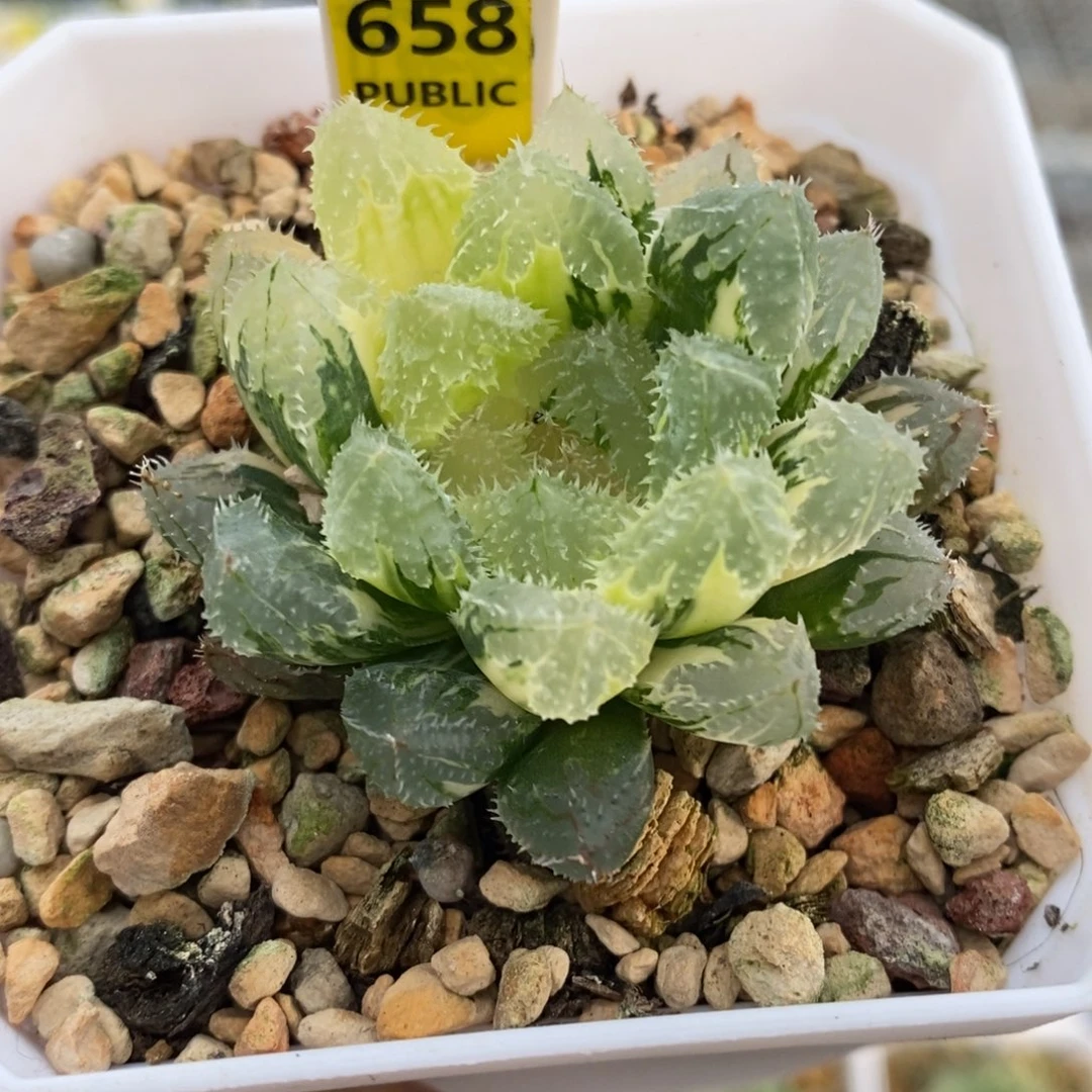 658号玄冰玉露锦带盆发货