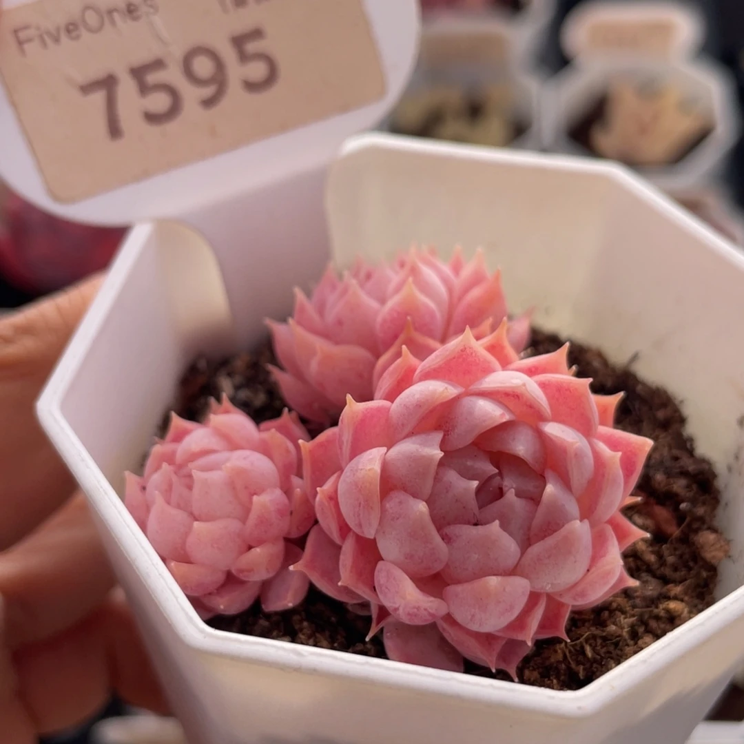 朱砂痣7595-4.5厘米