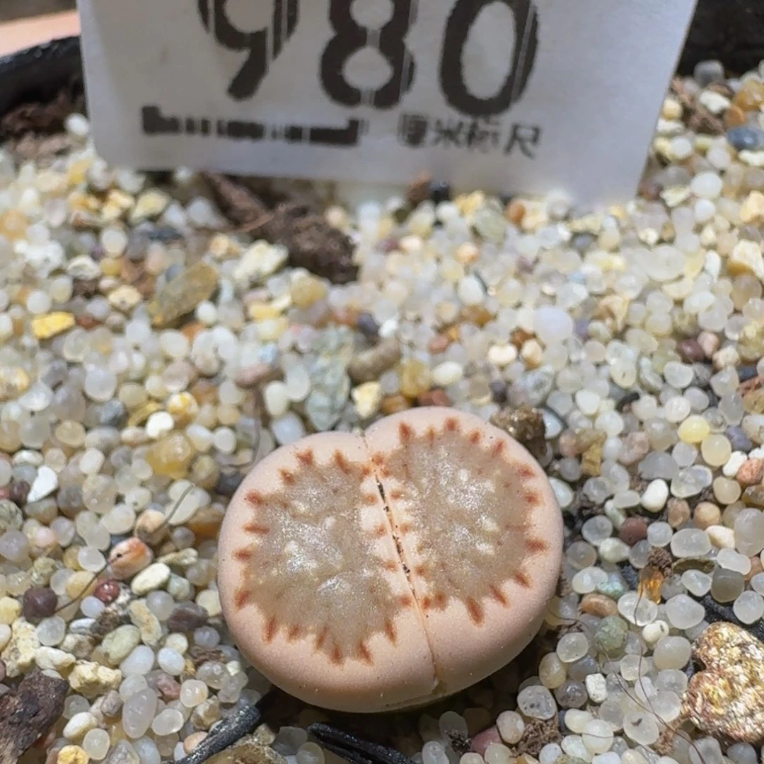 Ssss精品生石花980粉饼