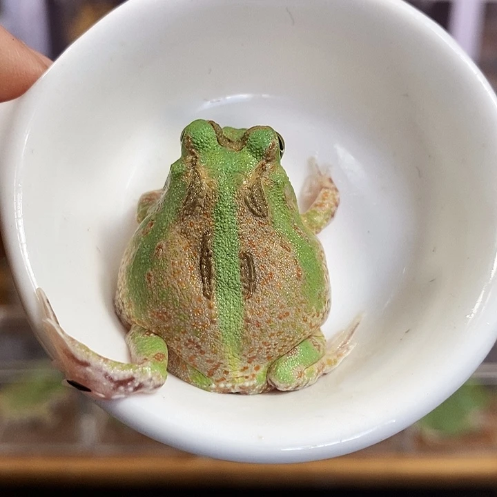 角蛙532号波子角蛙