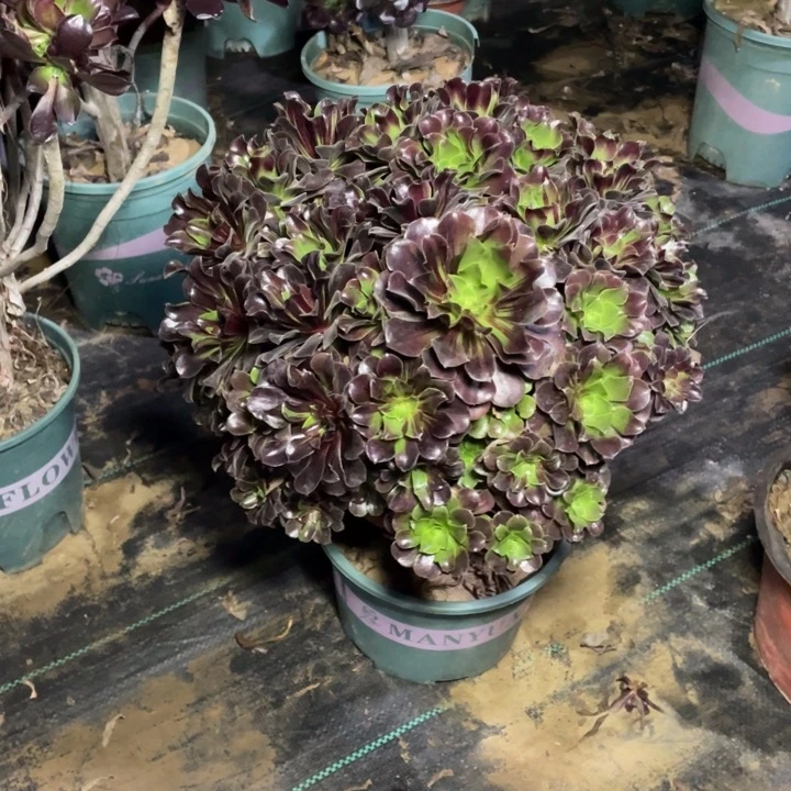 76欧多肉植物多肉