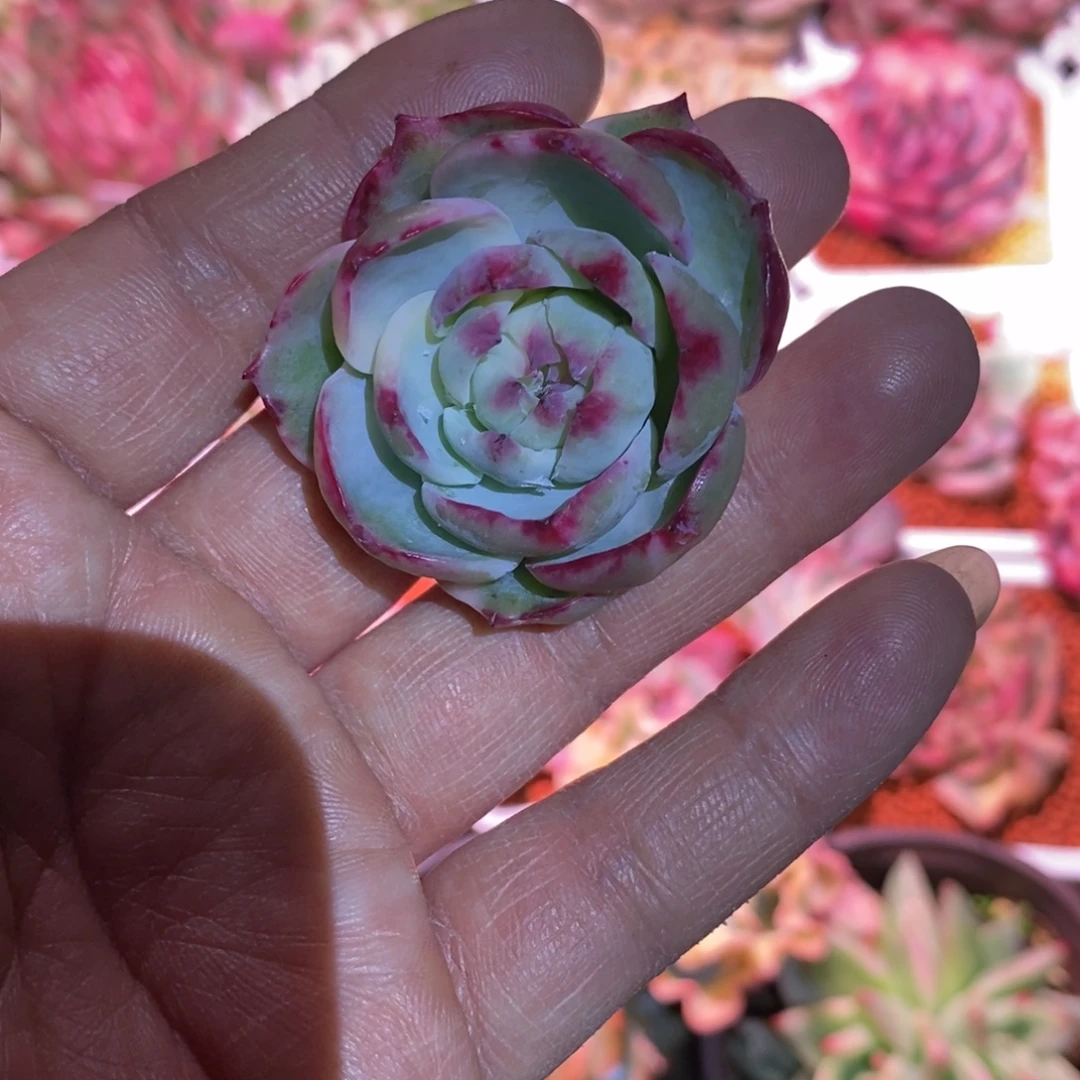 当前无花栽培后可以开花惊鸿仙子锦拉丝锦