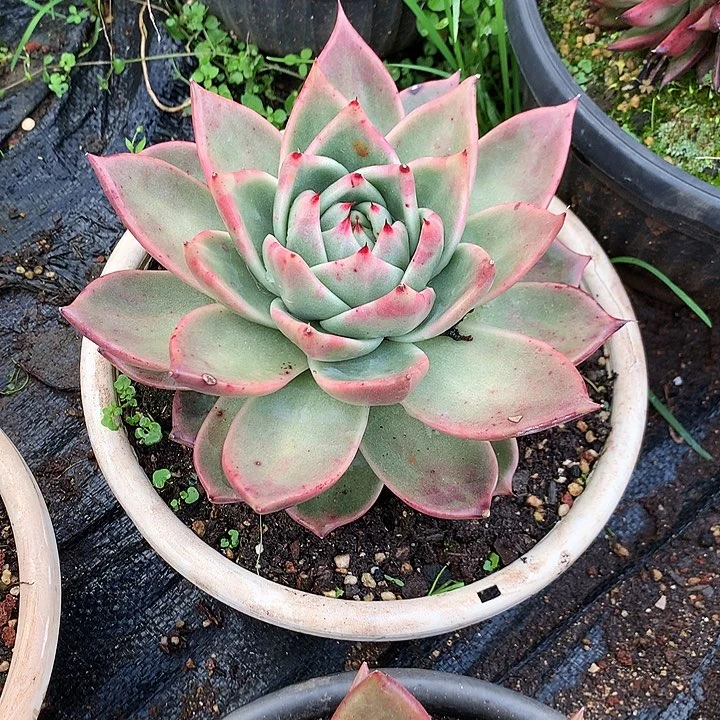 变异特价活动开始啦