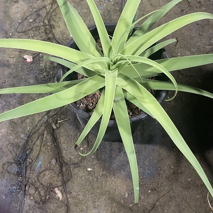 空***虹无花朵龙舌兰绿色植物