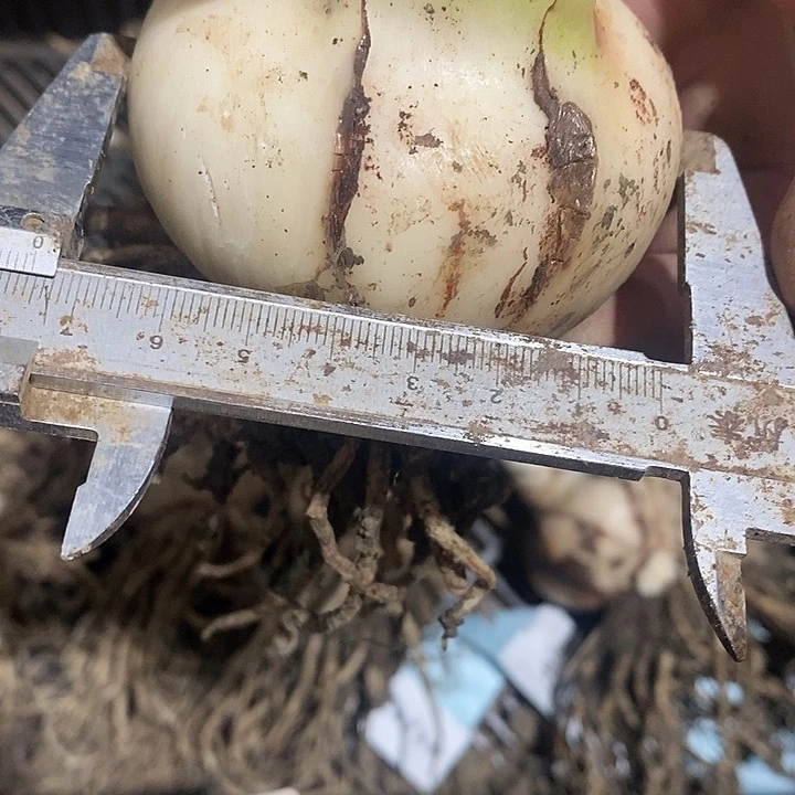 朱顶红螺旋玫果7以上