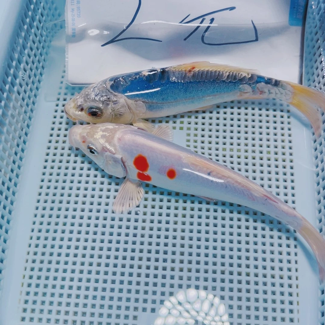 海水鱼锦鲤观赏鱼114