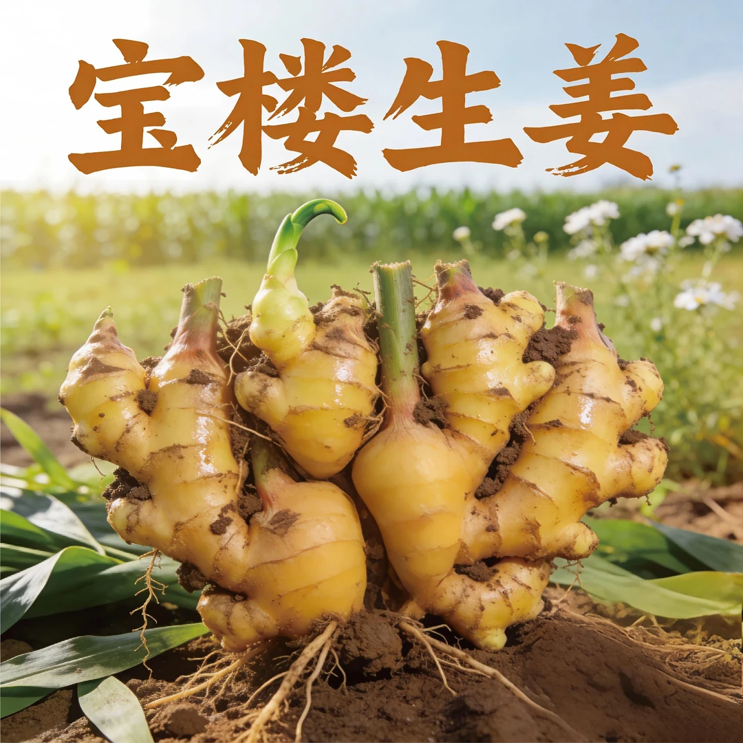 汕尾宝楼生姜 基地直发脆辣无泊去腥增香汕尾特产3斤装宝楼生姜
