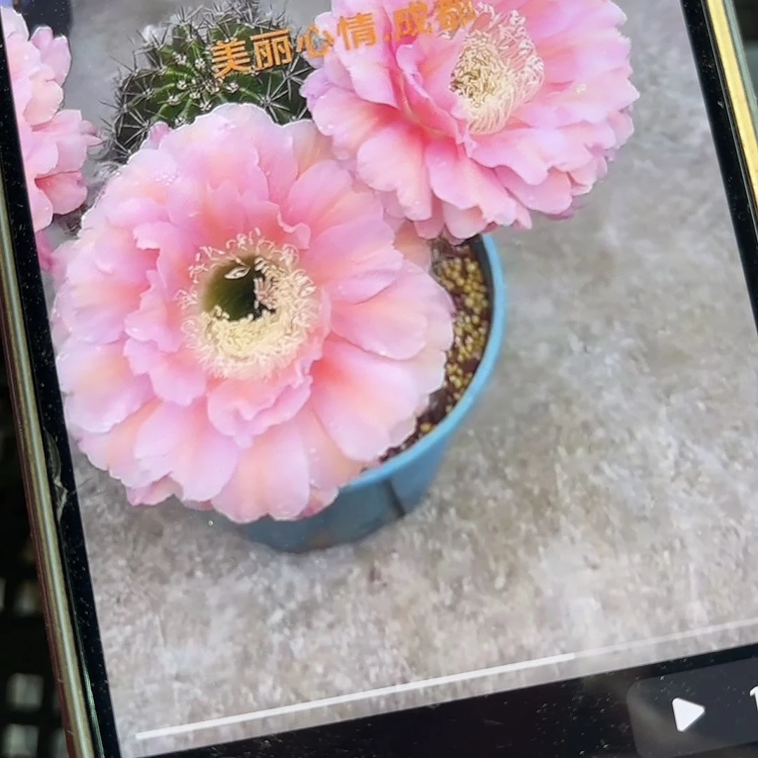 遐想彩侧牙20包邮仙人球46