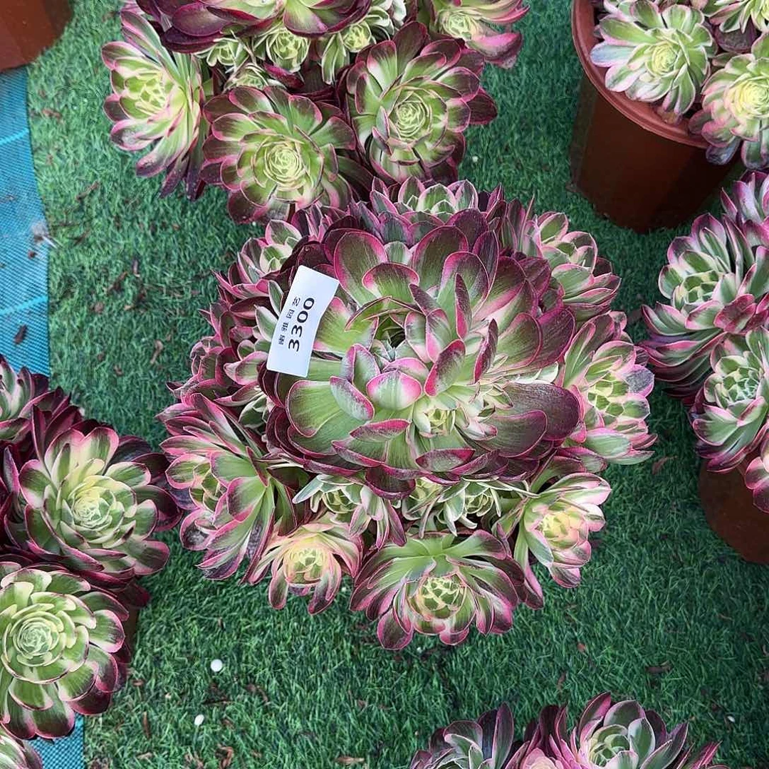 多肉植物海王3300