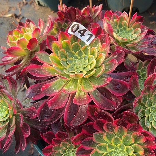 清*多肉植物一个
