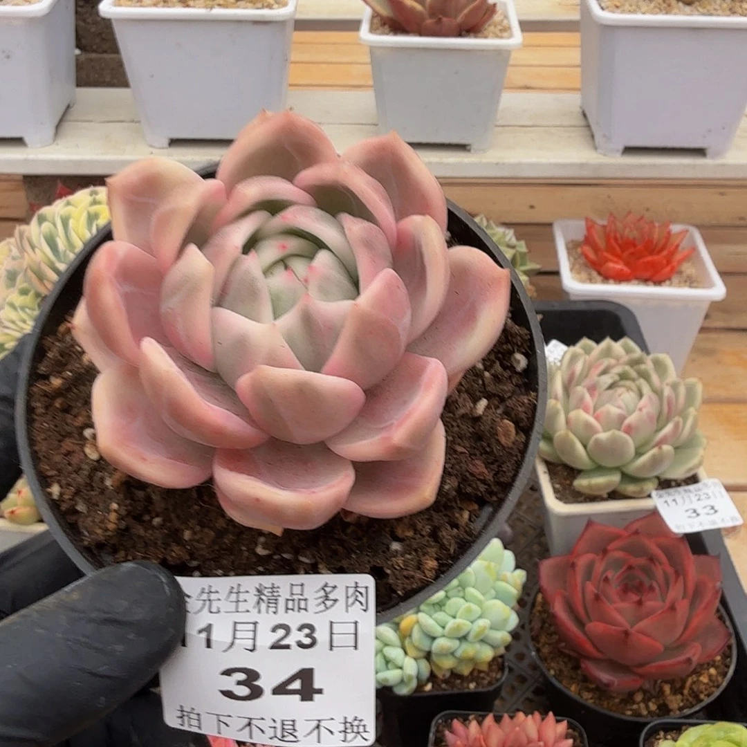 1123-34香槟锦单头