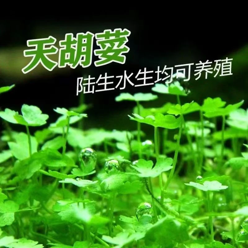 天胡荽苗铺地锦苗满天星苗铜钱草遍地锦青草苗微景观网红造景