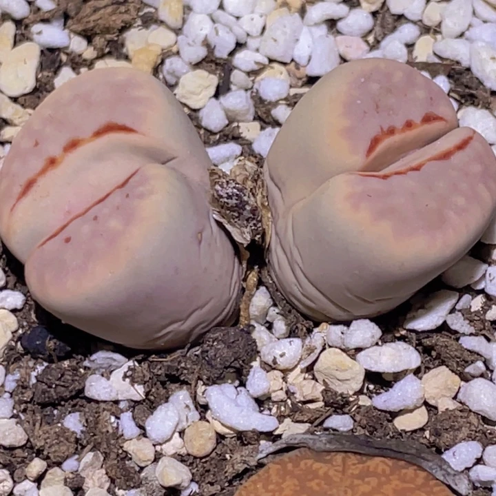 58565868999595558555