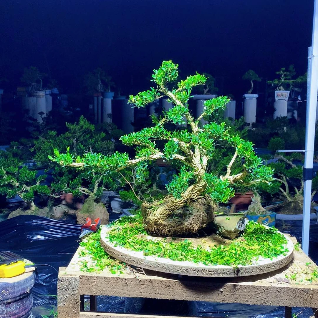 无花朵黄杨盆景一物一拍